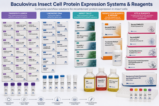 [200137] POET10 BacMAM